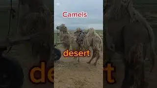 Camels of the Mongolian desert enduring extreme environments. 극한 환경을 견디는 몽골 사막의 낙타들.