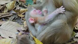 Baby Monkey First Bath &ndash; So Adorable!   /Funny Monkey  /#FunnyMonkey🍼🐒