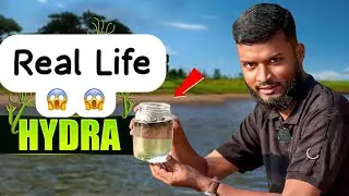 Нашли гидру (Cnidaria) в озере! 😱 | Реальная биология с Шувро