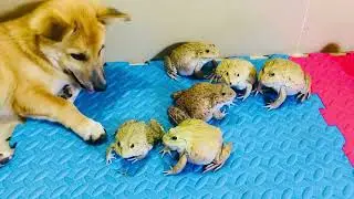 Wow amazing fighters frog bite dog / brave family frog