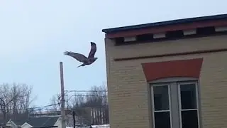 Hawk Attacks Pigeon