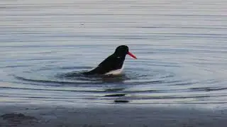 Meriharakka (Haematopus ostralegus) aamupesulla