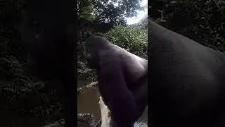 Impressive Silverback mountain gorilla crossing a bridge on a river. Subscribe for more!!