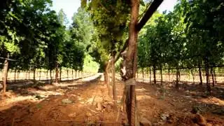 Howell Mountain Appellation Vineyards - Pine Ridge Vineyards