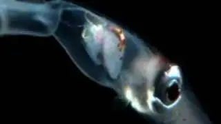 Angler Fish
