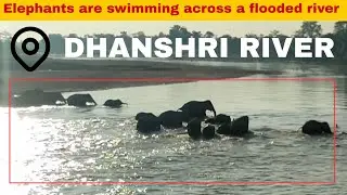 People Chase The Elephants Across The Dhansiri River And The Elephants Go To The Forest