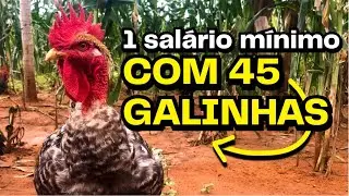 Quanto dá pra ganhar com 45 galinhas? Comece a ganhar dinheiro com poucas aves 🐔