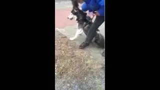 Huskydame Britt v&ouml;llig desorientiert und mit neurologischen Ausf&auml;llen.