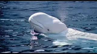 Canaries of the Sea: Protecting Alaska&rsquo;s Beluga Whales &bull; Daily Dose of Nature