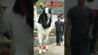 gas Bakra Eid Mubarak 😎❤️