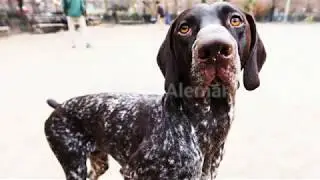 Todo sobre el Braco Alem&aacute;n