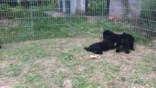 Cuccioli di Terranova
