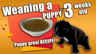 🐶 Weaning a Puppy - what to feed puppies at 3 weeks