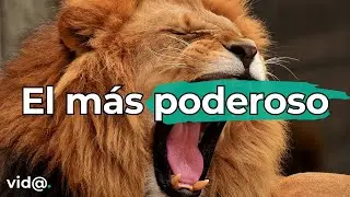 El Animal M&aacute;s Poderoso del Mundo: &iexcl;No Creer&aacute;s Qui&eacute;n Es! #vidatv #animallover