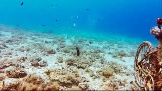 Dive With Me &ndash; From a Sunken Bike to a Swarm of Fish 🚲🐟
