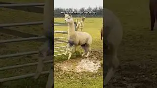 Farm animals teaching PARKOUR #animals #farmanimals #parkour #laughs