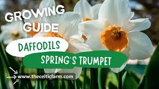 🌼 Daffodil Care Made Easy: Grow Stunning Spring Blooms Like a Pro! 🌱 | Complete Guide