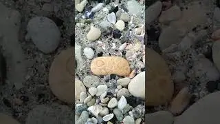 Sea stone face on the shore #seastone #seaface #shorts #seashore #beachcombing #beachfinds