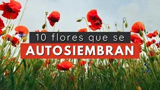 10 flores que se AUTO SIEMBRAN | Self-Seeding Flowers 🌷
