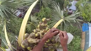 Proses mengambil tuak pohon lontar dibuat gula merah, Ngeri!! Juga lihatnya