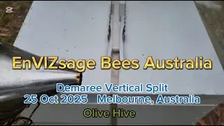 2025 Oct 25 - Demaree Vertical Split of Olive Hive
