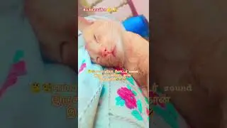 🤣👉🤔🧐🐾ஒருவேளை மார்கழி மாசம் குளிர் தாங்காமல் இப்படி body ஆயிட்டானோ #cat #alagi #kallanaidam