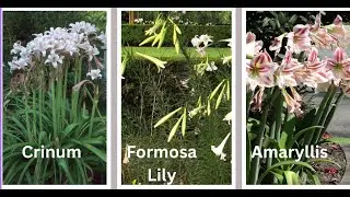 Crinum, Amaryllis, and Lilies. How to tell the Difference Between These Three Southern Plants