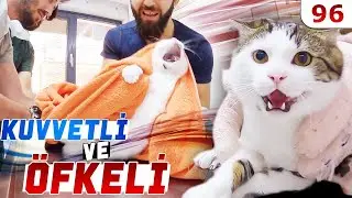 Hem KUVVETLİ Hem ÖFKELİ 😲 Boncuk Gözlü Hırçın Kedi LEO 😜 #DoBiDa 96