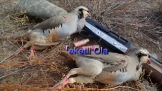 PARTRİDGE HUNTING-KEKLİK AVI 2016-4