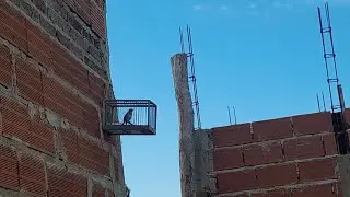 ESPERANDO LA TENPORADA DE LAS AVES