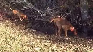 Taru e Rebell in cerca ALLEVAMENTO BRACCO UNGHERESE MAGYAR VIZSLA www.magyarvizsla.it
