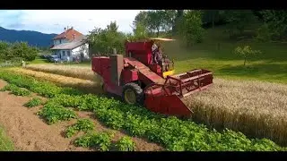 Žetev p&scaron;enice ZMAJ 133 / žetva / żniwa