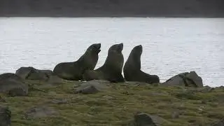 Otarie antarctique (Arctocephalus gazella) Antarctic Fur Seal