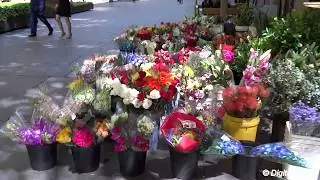 Sony DSC-HX50V Video Test Sample - High Contrast Lighting Condition