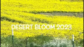 Medicine Hat - Desert Bloom Music Weekend 2023