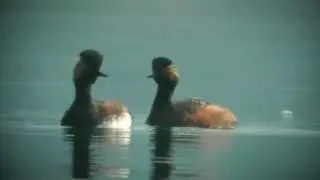 SVASSO PICCOLO (Podiceps nigricollis)