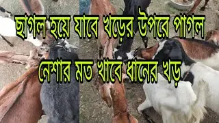 ছাগলকে খড় খাওয়ানোর উপায় || ছাগলকে খড় খাওয়ানোর পদ্ধতি || ঘাস ছাড়া ছাগল পালন পদ্ধতি || sagol