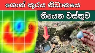 ගොන් කුරය නිධාන් වස්තු nidan wasthu nidansalakunu treasure hunting srilanka ashiya
