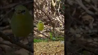 Softbills in Bird Aviary | Bird Sounds | Birds