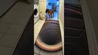 The Boxer pushed the Ragdoll into the 3D floor trap 😭 #shorts