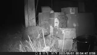 A dramatic flyby of the feeding box.