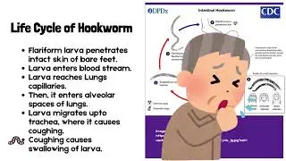 Life Cycle of Hookworms (Ancylostoma and Necator) | Eggs, Larvae, and Human Infection