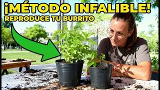 El Secreto para Reproducir tu Planta Burrito en Casa | Jardinería 2025