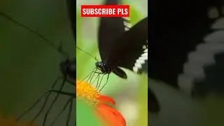 feeding video #butterfly