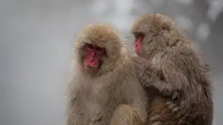 The Shadow of the Object - Gelato Therapy (Unofficial Snow Monkey Music Video)