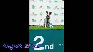 Parson Russell terrier, Freddie at KCIF