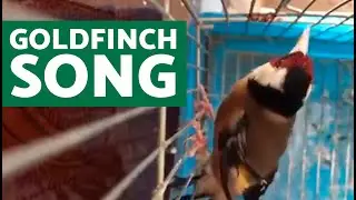 Goldfinch Song Viewed from Above (STRONG GOLDFINCH SONG)