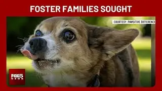 Las Vegas animal rescue seeks foster families ahead of New Year&rsquo;s Eve fireworks