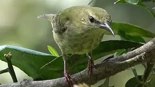 Red-legged Honeycreeper, Birds of Costa Rica