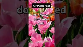 Discover the Hidden Secrets of Unique Plants: Unveil Nature&rsquo;s Wonders! #plantenthusiasts #plantfacts